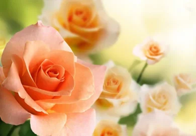 Kate Roses Beautiful Arrangements, Thoughtfully Mad
