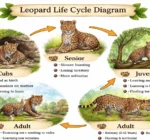 Leopard Life Cycle Diagram: Understanding Each Stage of Growth