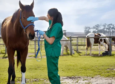 Monocacy Equine: Nurturing Horses with Expertise and Care