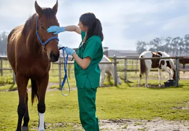 Monocacy Equine: Nurturing Horses with Expertise and Care