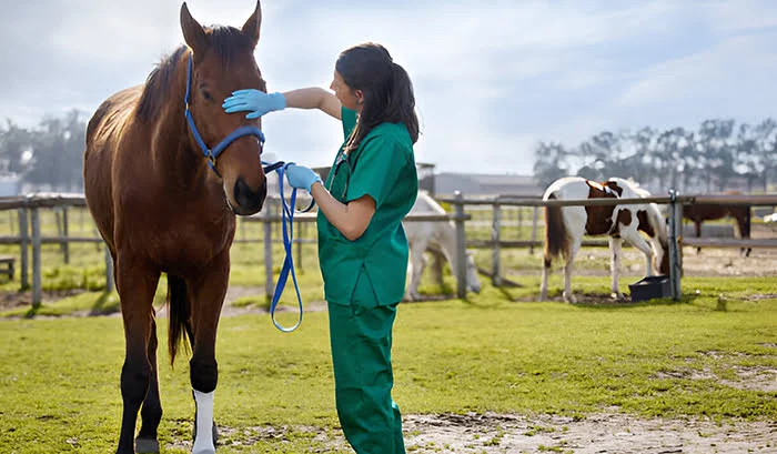 Monocacy Equine: Nurturing Horses with Expertise and Care