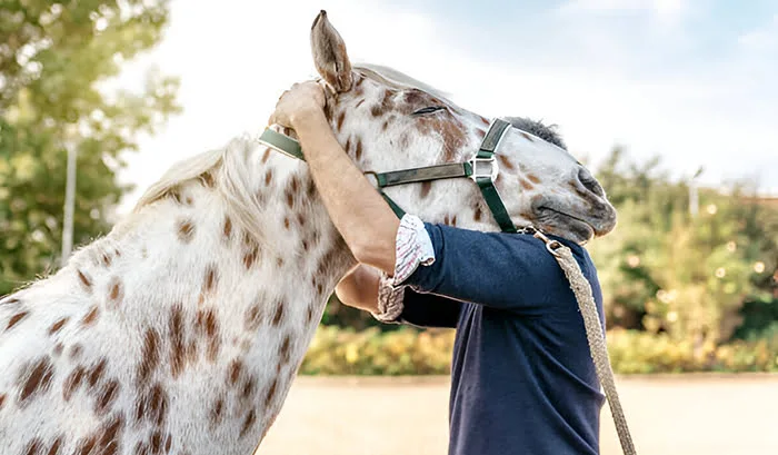 Monocacy Equine