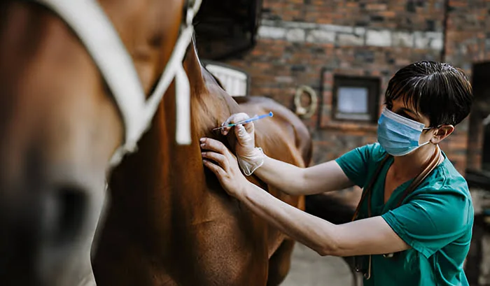 Monocacy Equine