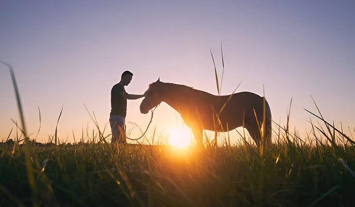 Monocacy Equine